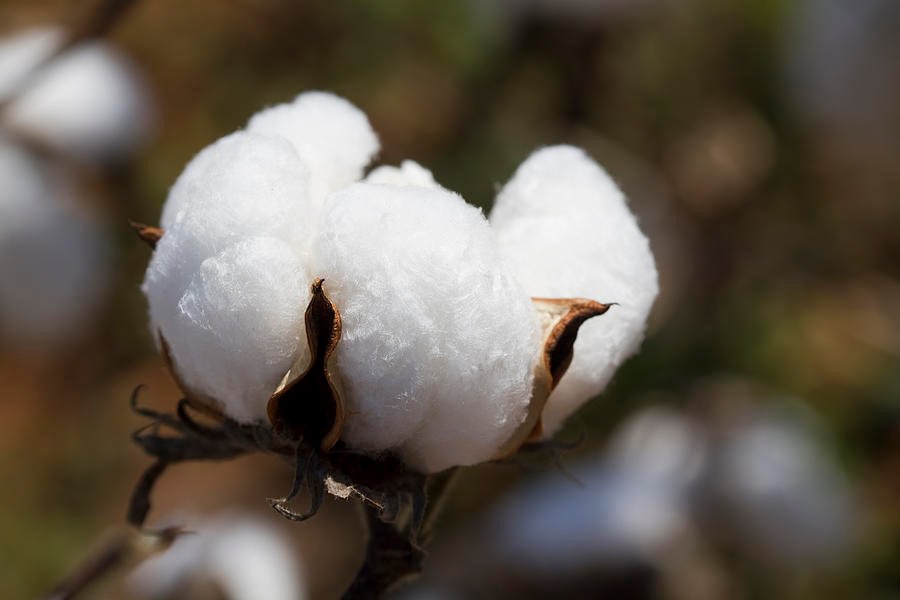 white-fluffy-cotton-boll-kathy-clark